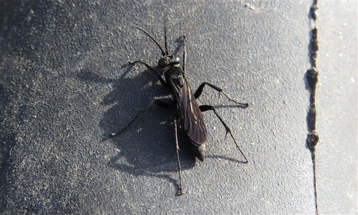 Pompilidae:  cfr. Anoplius sp.